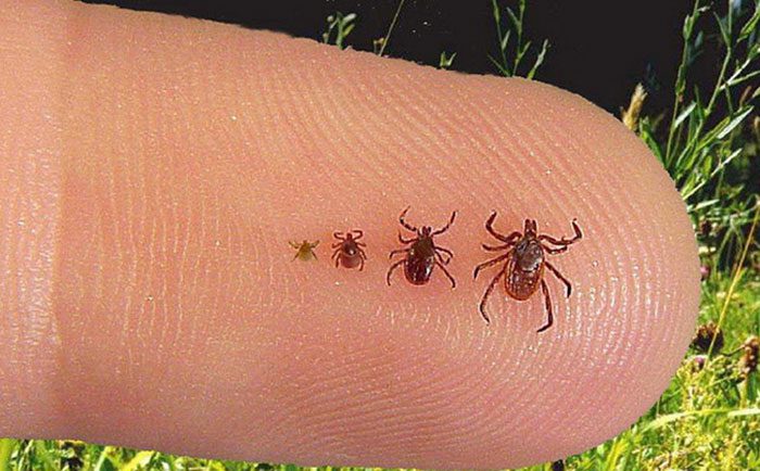 Ticks (1)
