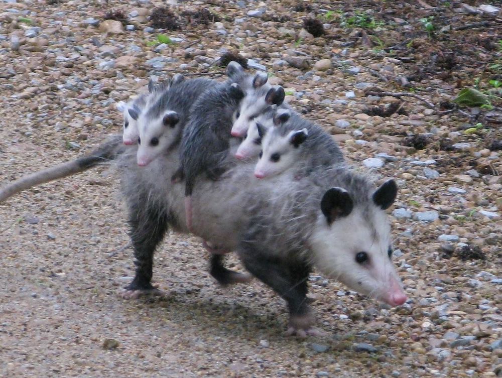 possum_USFWS
