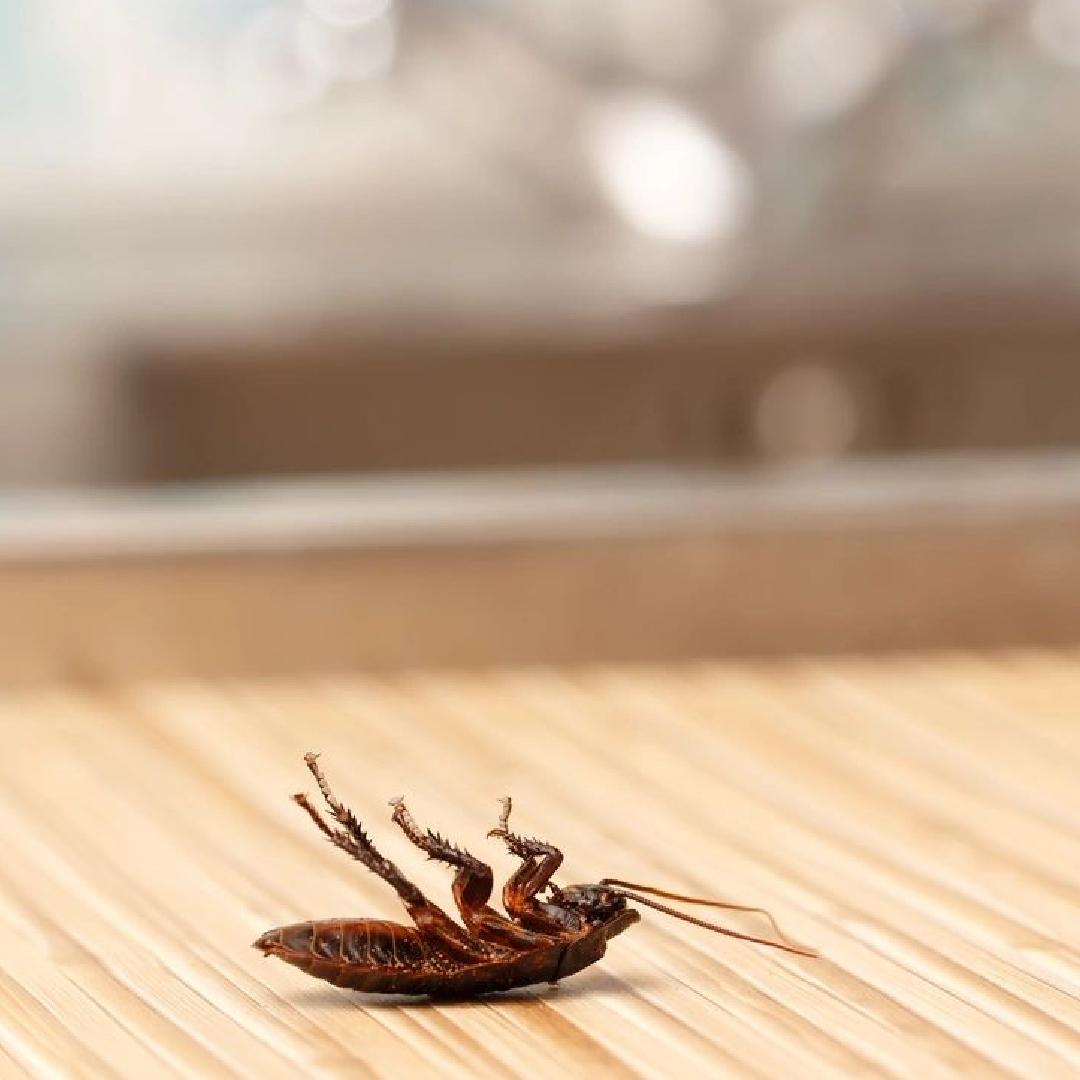 Dead cockroach upside down on floor.