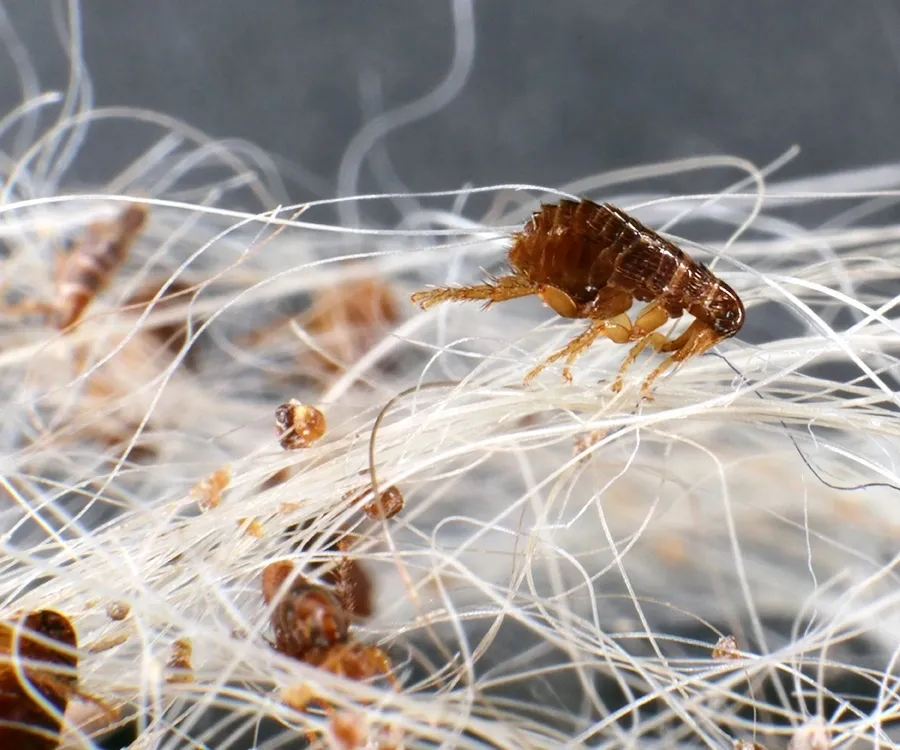 Flea on white animal hair strands.