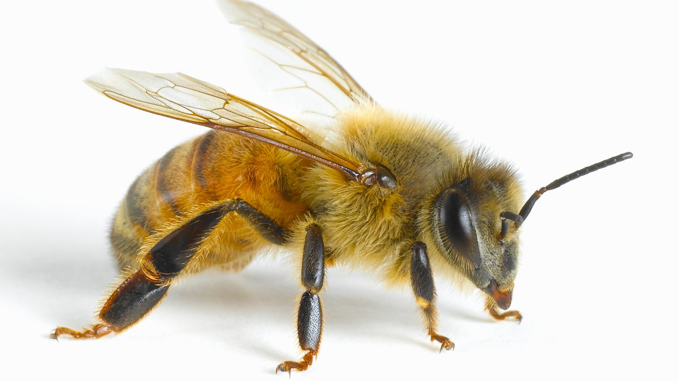 Using card with black symbols, researchers trained honeybees to understand that sugar water would always be located under a card with the least number of symbols — including when presented with a card that was totally blan