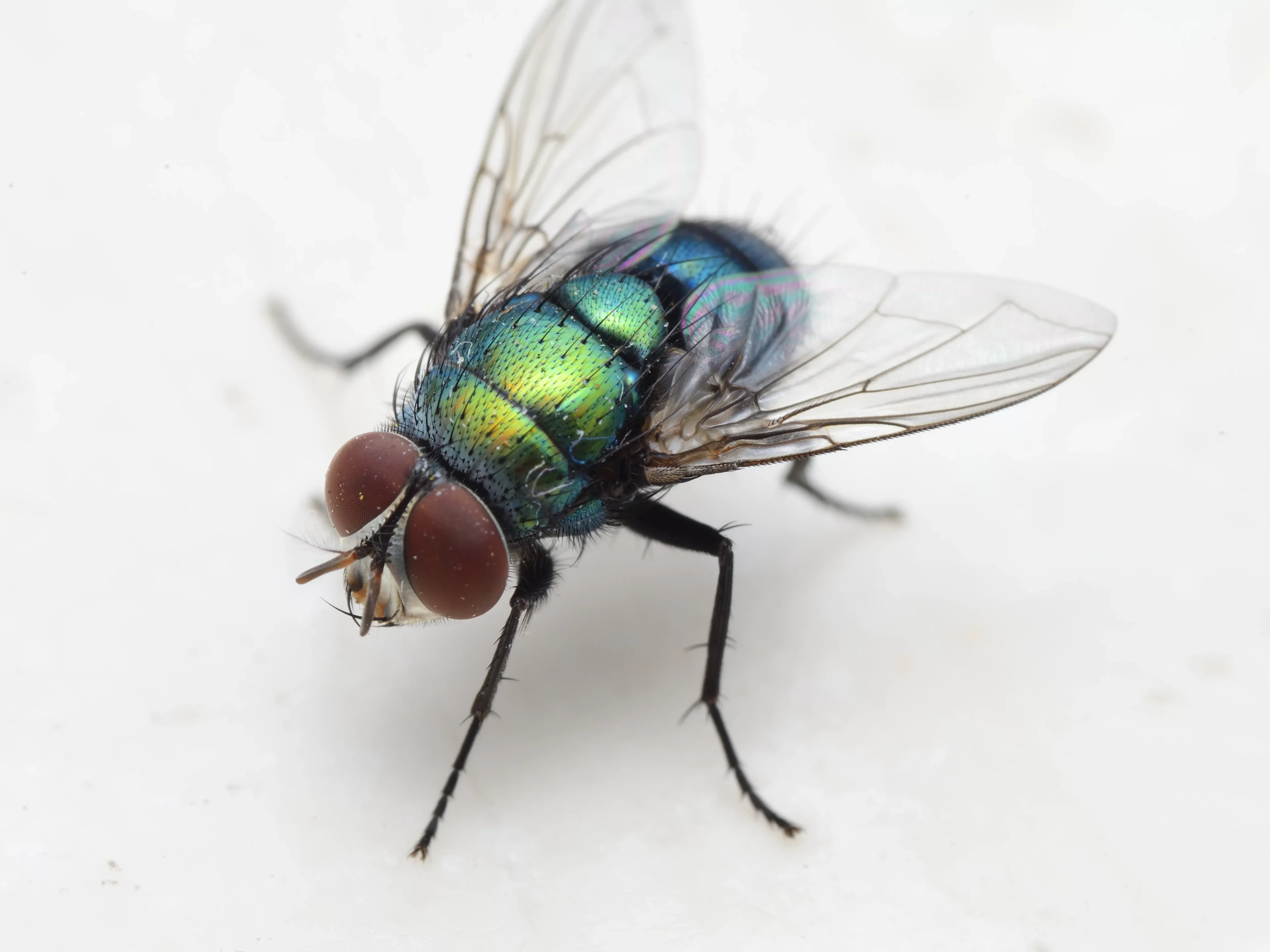 common-green-bottle-fly