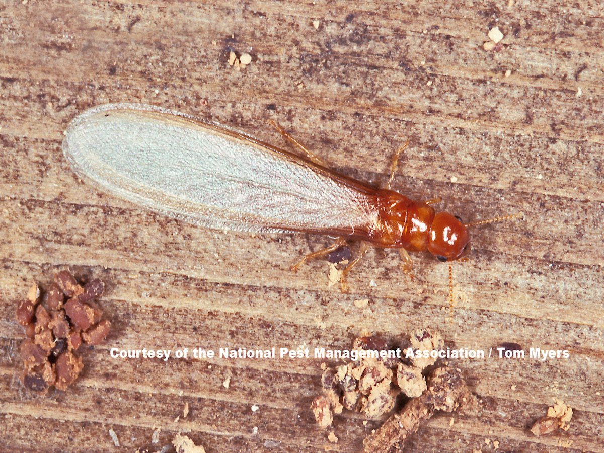 drywood-termite-swarmer